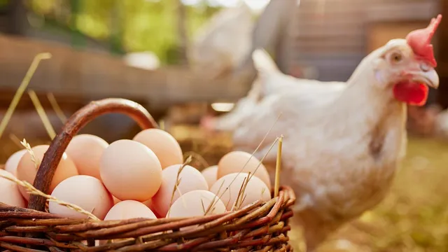 Skyrocketing egg prices drive Sacramento residents to buy chickens