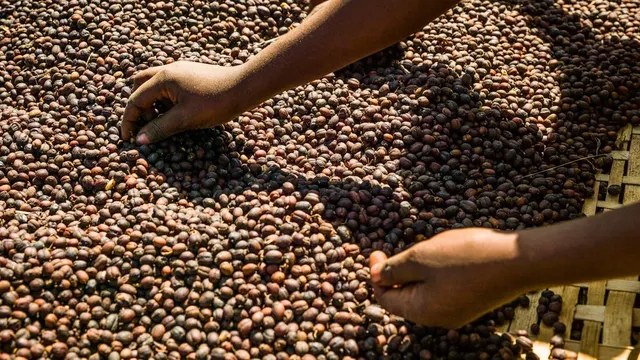 Ethiopia's coffee exports soar to record $1.87 billion amid rising prices