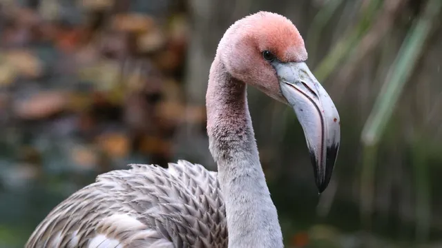 Flamingo Frankie flies 120 miles to freedom in France