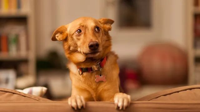 Dogs suffer from unpredictability of everyday sounds at home