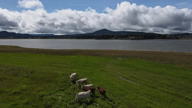USDA resumes livestock imports after new screwworm measures