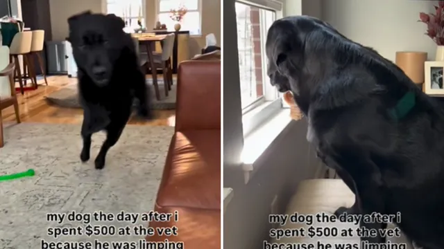 Dog owner spends $500 only to find pup is fine the next day