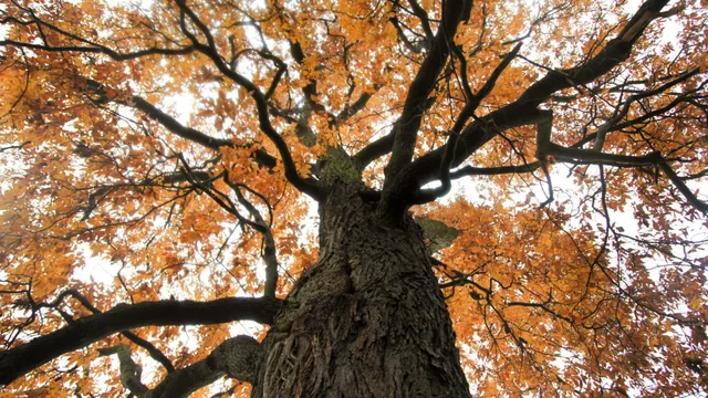 Researchers aim to restore American chestnut tree with modern techniques