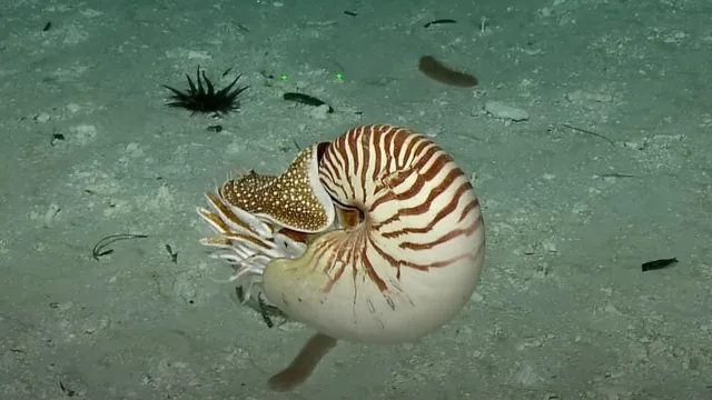 E/V Nautilus crew makes historic nautilus discovery in the Pacific Ocean