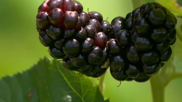 Georgia farmers rejoice as historic drought ends and fall harvest approaches