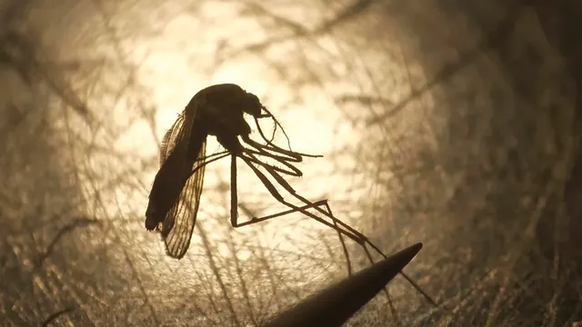 Old National Park closes after West Nile virus found in mosquitoes
