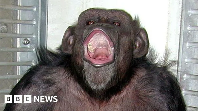 Beloved chimpanzee Ai dies after decades of groundbreaking research