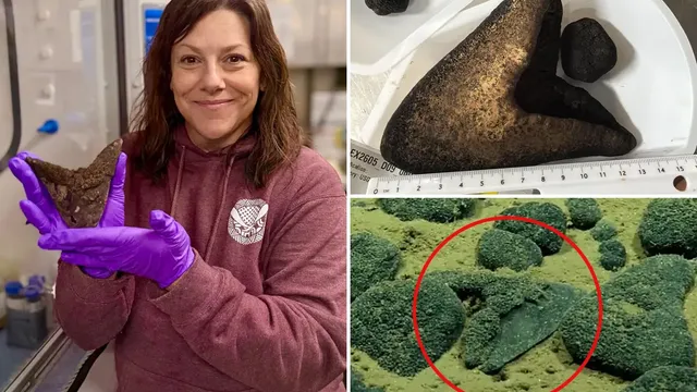 NOAA uncovers megalodon teeth on ocean floor near Cook Islands