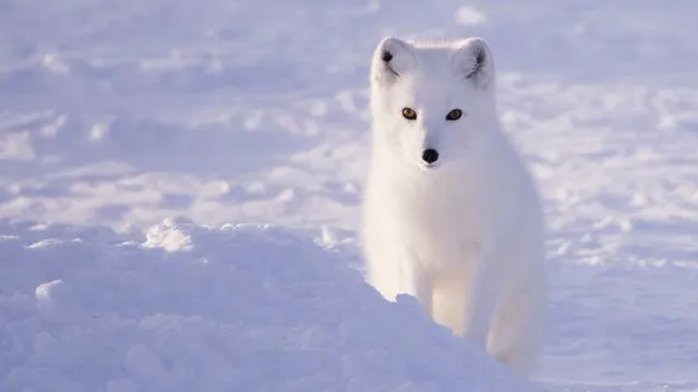 Arctic foxes face extinction unless we act now
