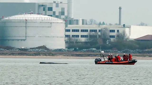 Time running out for stranded humpback whale in Germany