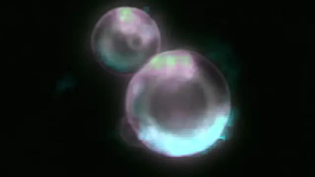 Scientists build synthetic SpudCell that mimics life but cannot survive on its own