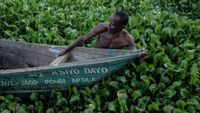Invasive plant species drain billions from the global economy