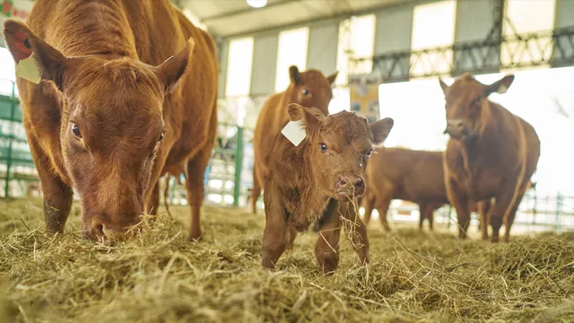 Cattle supply drops to historic low, raising concerns over steak prices