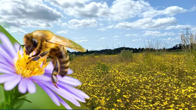 Bumblebee populations surge after rewilding in Scotland