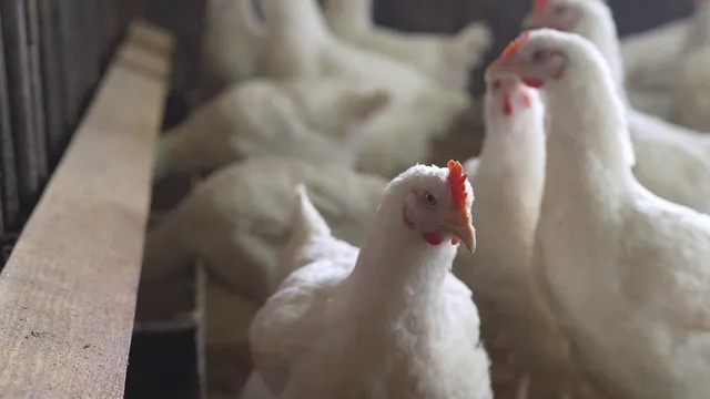 Nigel Farage supports selling chlorinated chicken in the UK