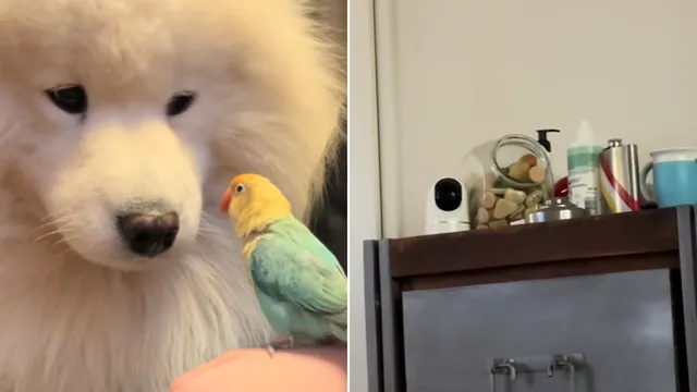 Lovebird assists dog in stealing biscuits for a sweet friendship