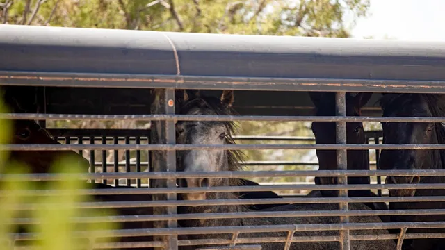Federal wild horse sales increase raises slaughter concerns