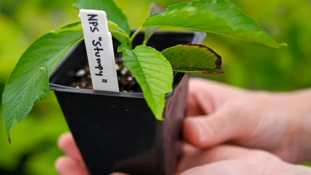 Clones of beloved cherry blossom tree Stumpy flower for the first time