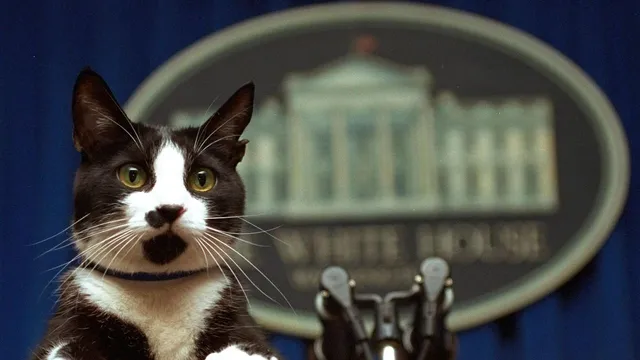 Kamala Harris gains cat owner support while Trump secures dog owner votes