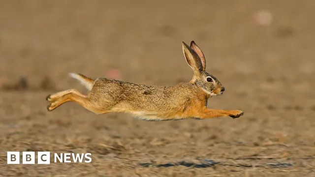 Fines for Hare Coursing in Lincolnshire