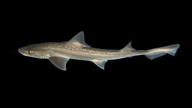 Sharks can communicate with clicking sounds, researchers discover