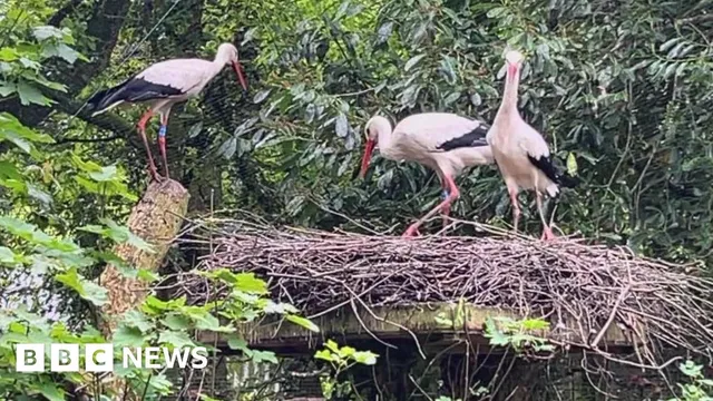 Eight white stork chicks welcomed in Cornwall rewilding effort