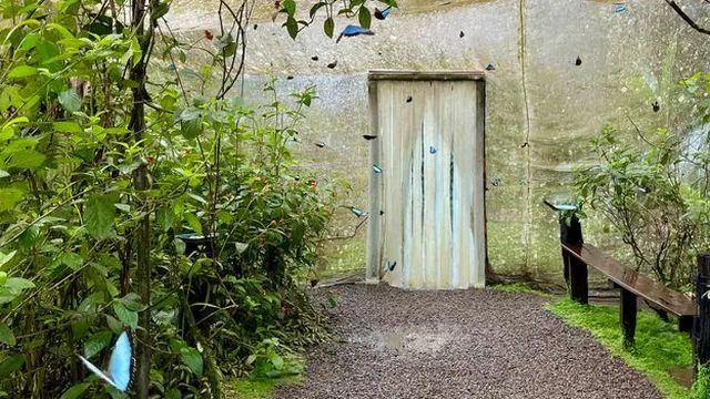 Family restores cattle pasture into vibrant butterfly sanctuary