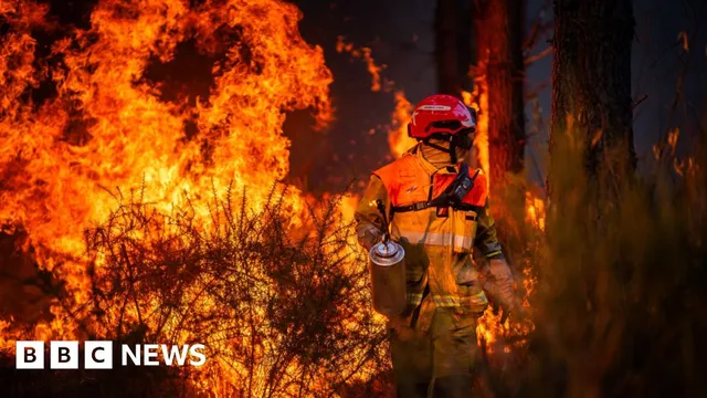 Government struggles to control human-caused wildfires in France