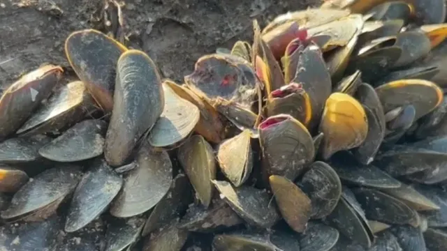 California battles invasive golden mussel threatening water supply and farmers