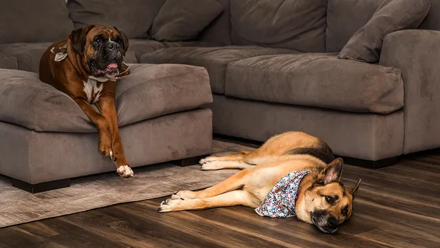 Ring's AI Search Party reunites lost dogs with their owners daily