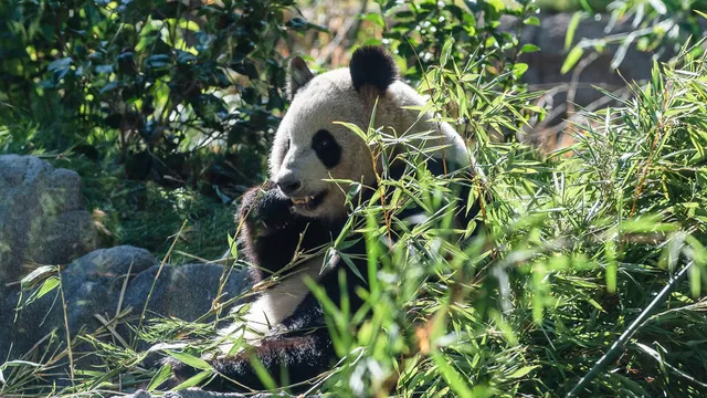 Zoos misled about panda conservation funding in China