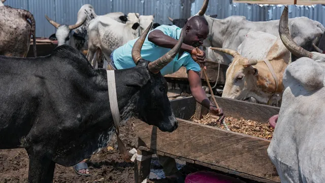 Sahel conflict forces herders to abandon pastoral life for urban survival