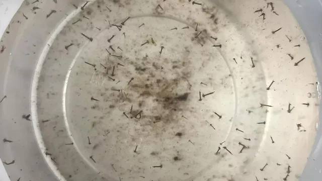 Leuven Residents Help Monitor Mosquitoes