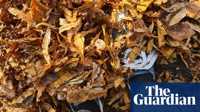 Lime trees shed leaves early in Stoke-on-Trent autumn