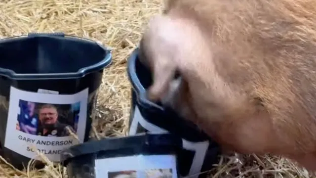 Truffles the pig predicts the World Darts Championship winner and it's not Luke Littler