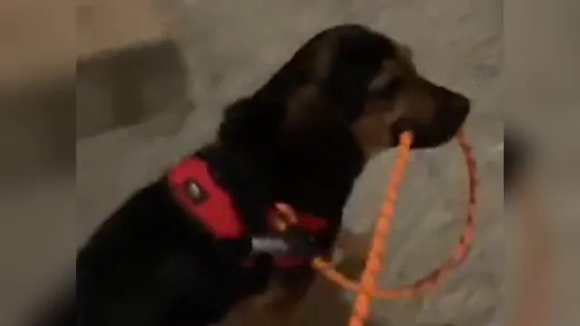 Rescue dog Zoe leads owner home when she gets tired on walks