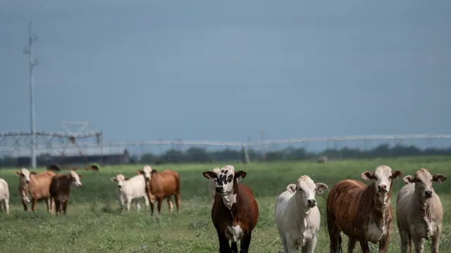 Mexico bans U.S. livestock imports over screwworm outbreak