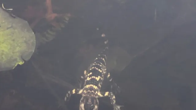 Wildlife officials rescue alligator wandering in Boston