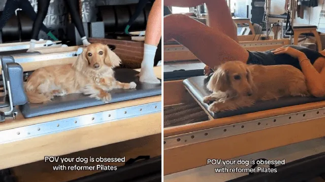 Foster dog melts hearts with daily snuggle routine