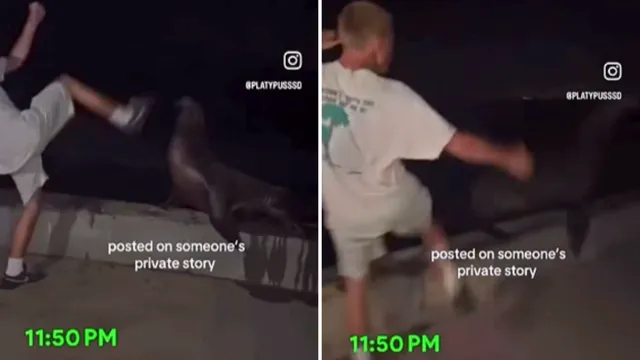 Man faces investigation for kicking protected sea lion in California
