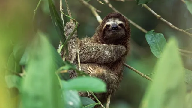 Oropouche virus spreads across the Americas after genetic changes