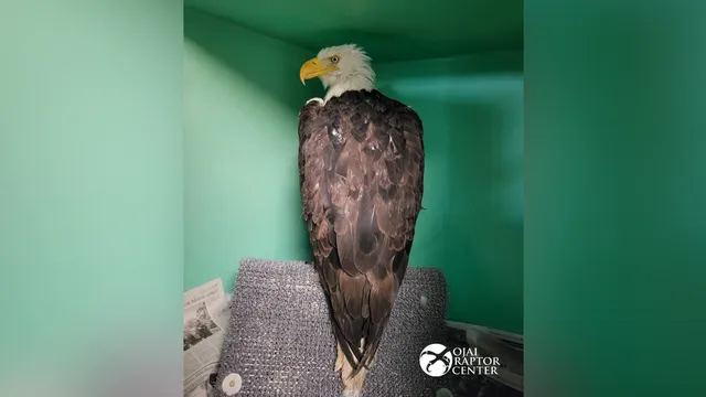 Bald eagle Jackie fights for survival after attack