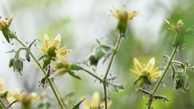 Scientists prove saxifraga candelabrum is a deadly carnivorous plant