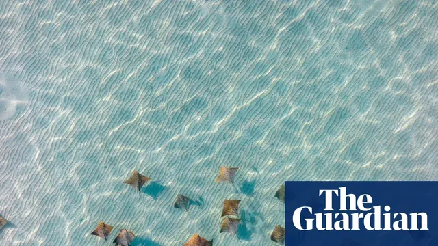 Cownose rays migrate north as ocean temperatures rise