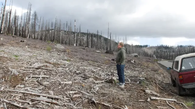 Timber companies spray record glyphosate levels in California forests