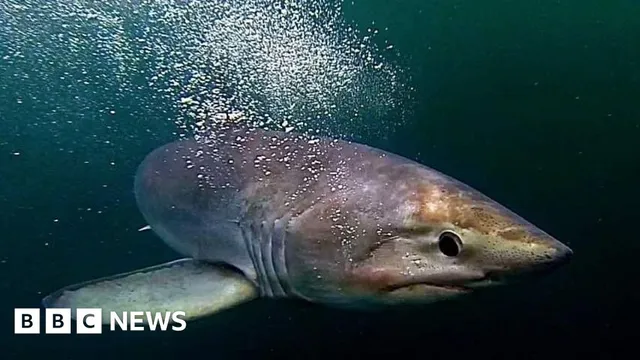 Warmer waters lead to increased shark sightings in south-west England