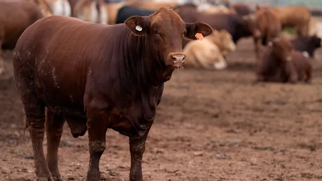 South Africa fights foot-and-mouth disease with mass cattle vaccination program