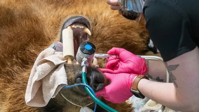 Brown bear Tundra gets world’s largest dental crown after tooth injury