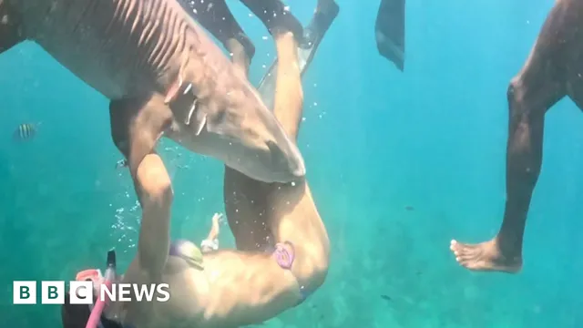 Shark bites Brazilian influencer during diving trip