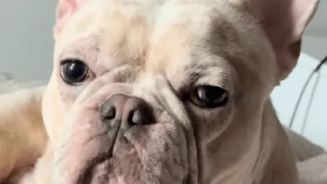 Puppy suffers serious injury after small fall